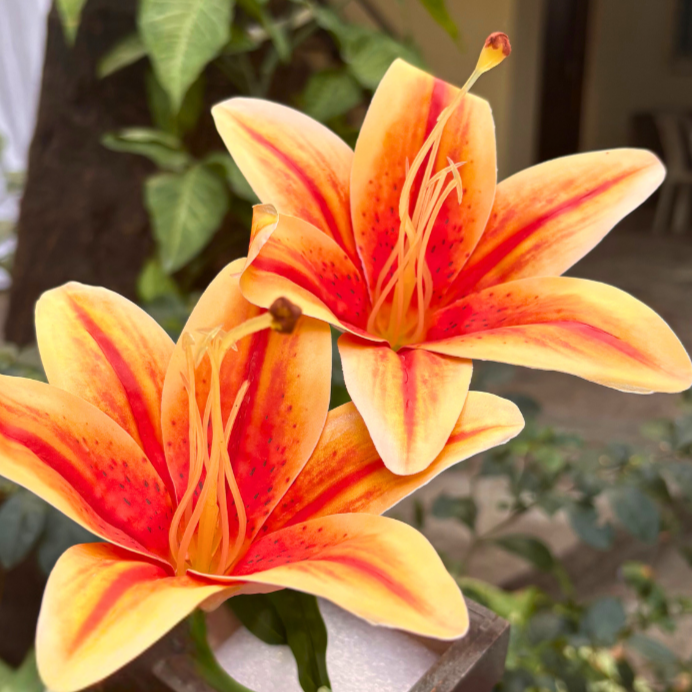 Orange Ever Lasting Bloom (3 Flowers)